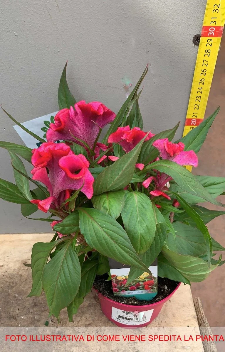 CELOSIA HOT TOPICS COLORE ASSORTITO VASO 12CM