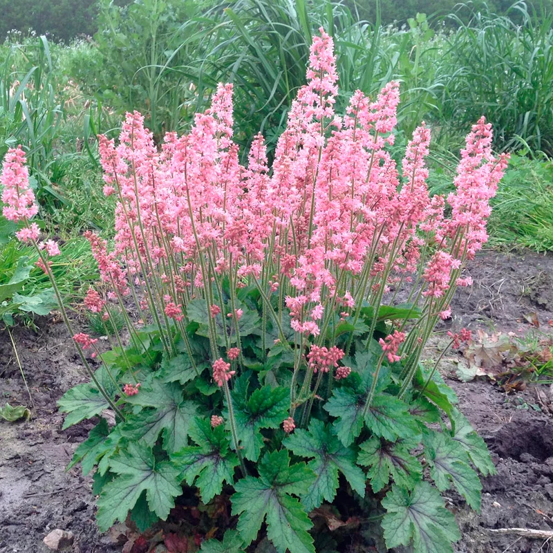 HEUCHERELLA PINK REVOLUTION IN VASO 19CM