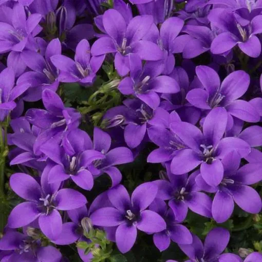 CAMPANULA AMBELLA FUCSIA/ROSA SCURO ASSORTITO VASO 10.5CM