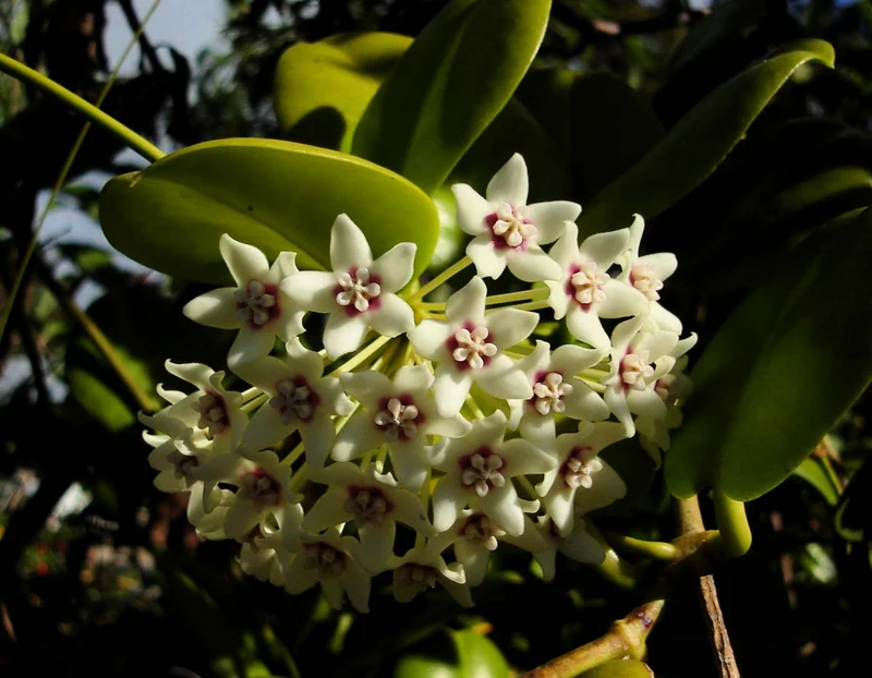 HOYA AUSTRALIS FIORE DI CERA VASO 17CM
