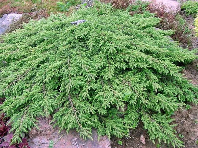 JUNIPERUS COMMUNIS GREEN CARPET VASO 23CM
