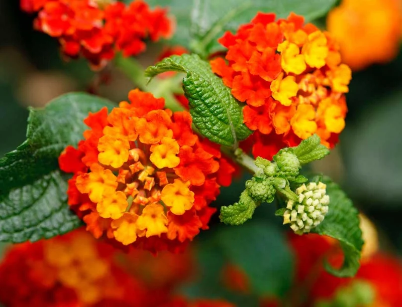 LANTANA CAMARA COLORE ASSORTITO VASO 19CM