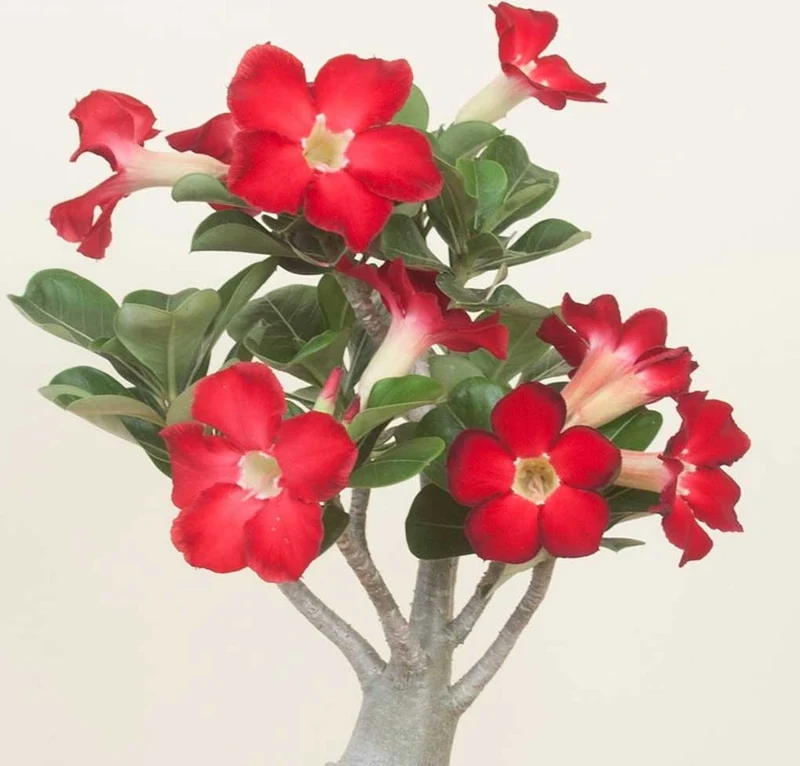 ADENIUM ROSSO O ROSA DEL DESERTO VASO 14CM