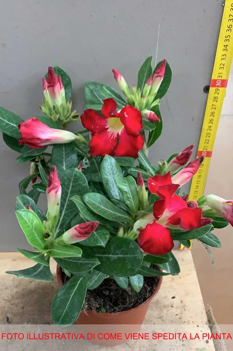 ADENIUM ROSSO O ROSA DEL DESERTO VASO 14CM