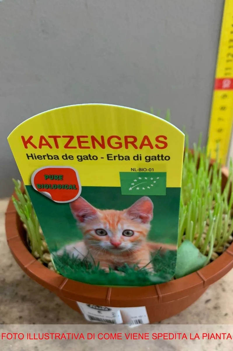 NEPETA MUSSINII ERBA GATTA IN VASO 16CM