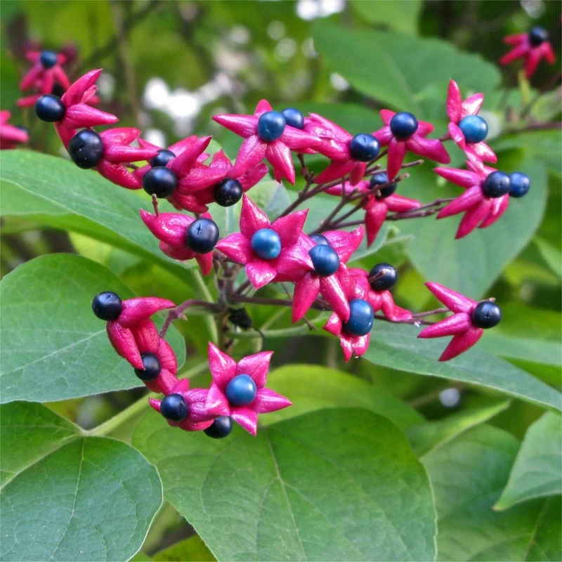 CLERODENDRUM TRICHOTOMUM PURPLE BLAZE VASO 17CM
