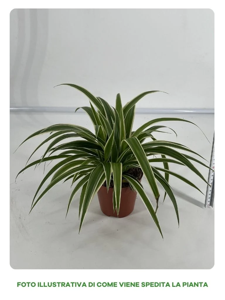 CHLOROPHYTUM COMOSUM VITATUM O NASTRINO VASO 12CM