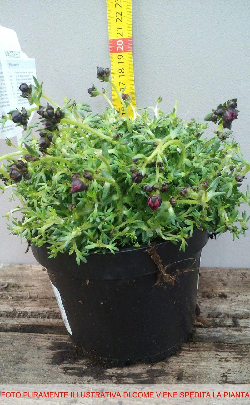 SAXIFRAGA IN VASO 14CM