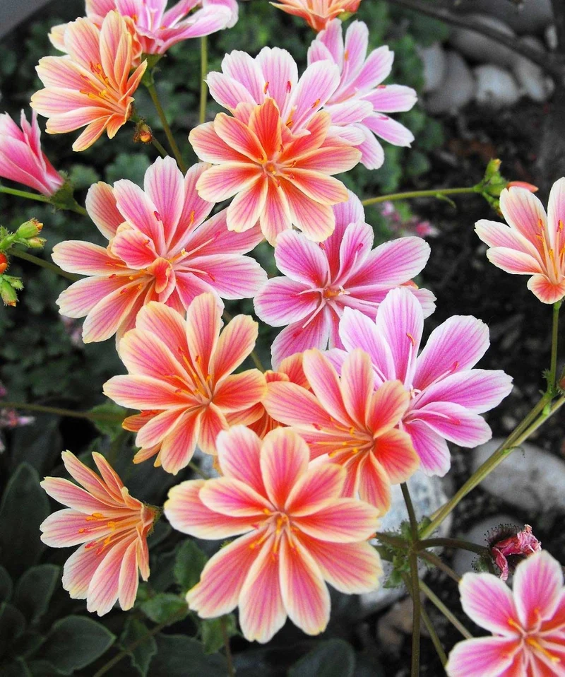 LEWISIA IN VASO 14CM COLORE ASSORTITO