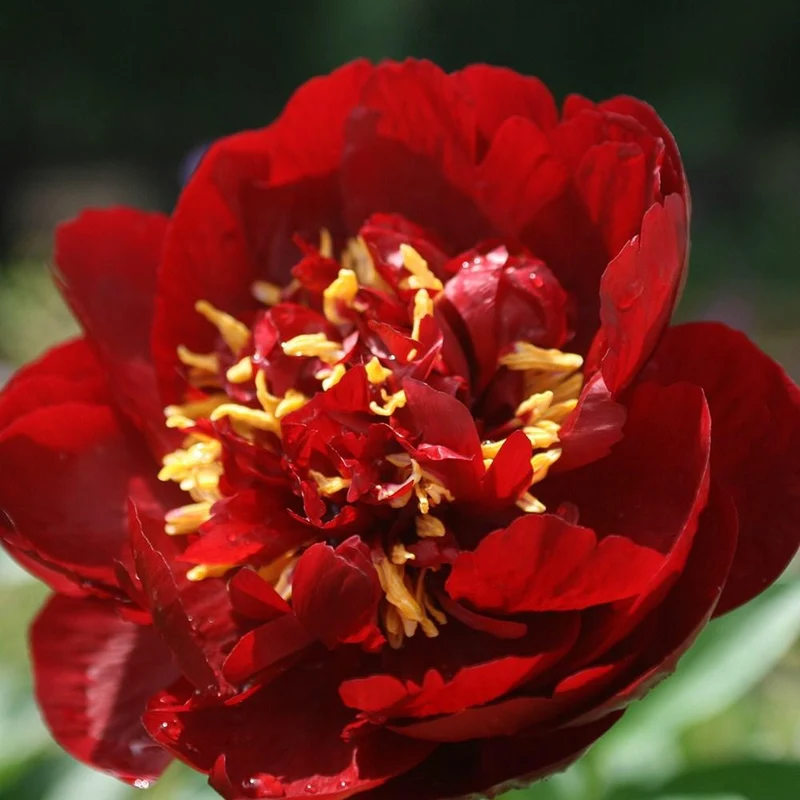 PEONIA LACTIFLORA RED BELLE VASO 23CM