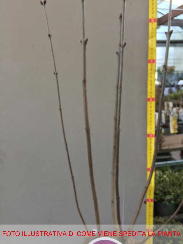 SYRINGA VULGARIS LILLA ESTHER STALEY IN VASO 21CM
