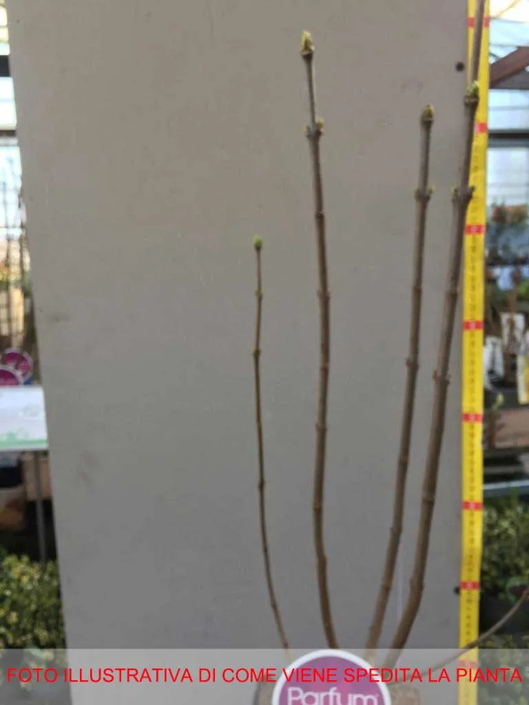SYRINGA VULGARIS LILLA ALICE HARDING IN VASO 21CM
