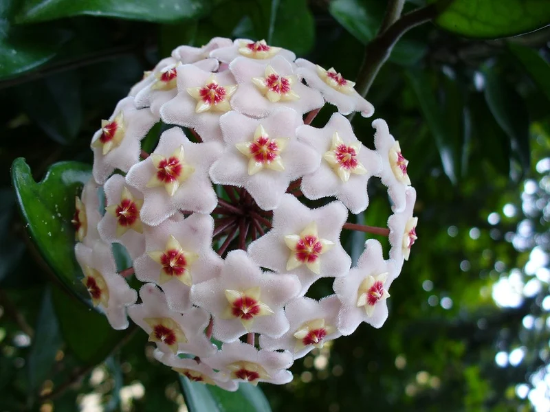 HOYA CARNOSA COMPACTA FIORE DI CERA VASO 6.5CM