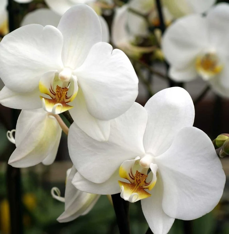 ORCHIDEA PHALAENOPSIS BIANCA VASO 9CM