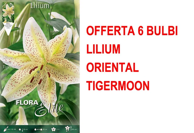 OFFERTA 6 BULBI LILIUM ORIENTAL TIGERMOON