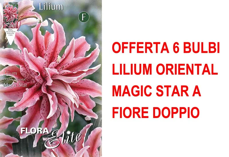 OFFERTA 6 BULBI LILIUM ORIENTAL MAGIC STAR A FIORE DOPPIO