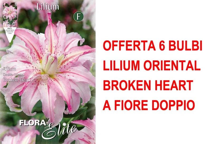 OFFERTA 6 BULBI LILIUM ORIENTAL BROKEN HEART A FIORE DOPPIO