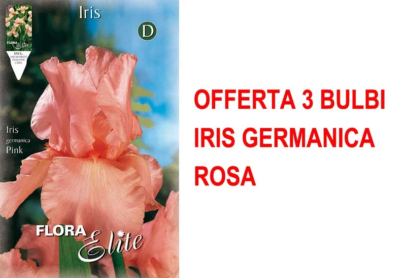 OFFERTA 3 BULBI IRIS GERMANICA ROSA