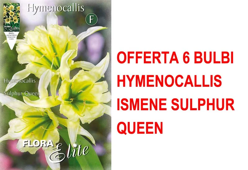 OFFERTA 6 BULBI HYMENOCALLIS ISMENE SULPHUR QUEEN