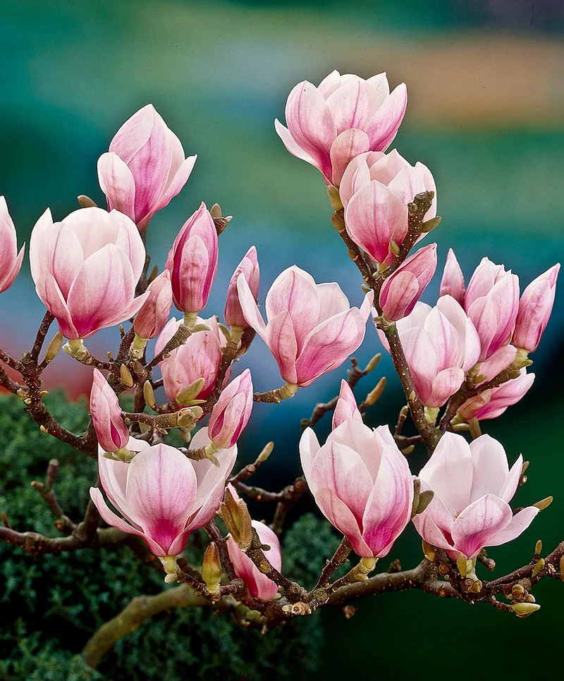MAGNOLIA SOULANGEANA VASO 29CM