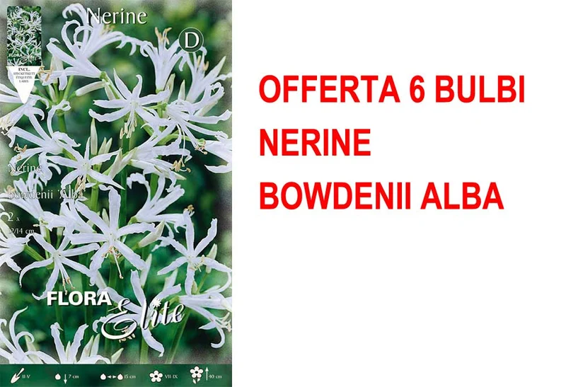 OFFERTA 6 BULBI NERINE BOWDENII ALBA