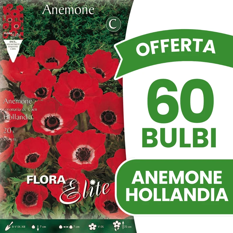 OFFERTA 60 BULBI ANEMONE HOLLANDIA