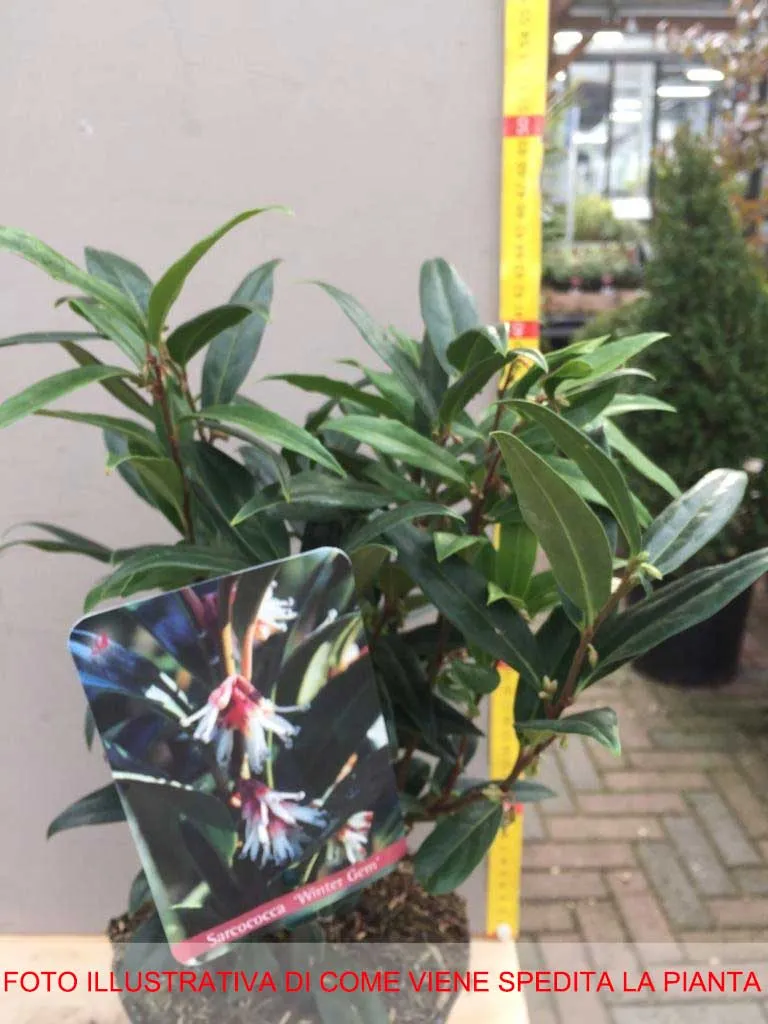 SARCOCOCCA PURPLE VASO 17CM