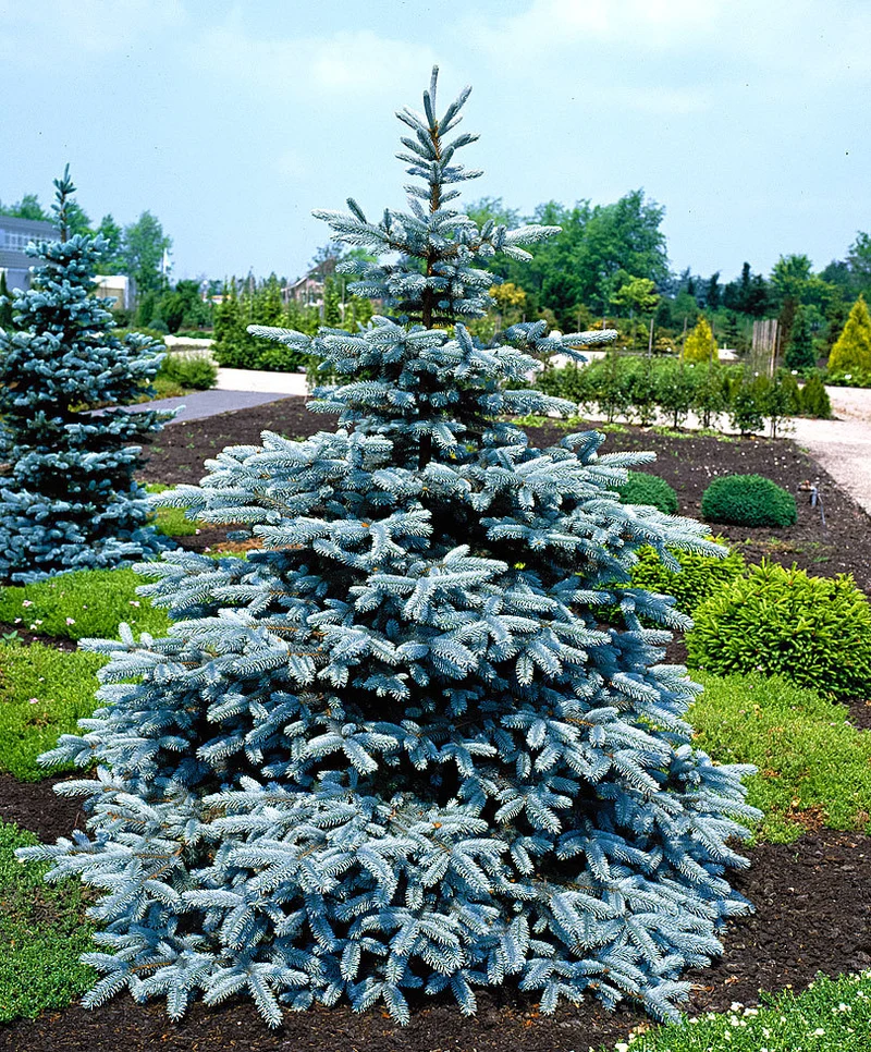 PICEA PINO ARGENTATO IN VASO 19CM CONIFERA NANA