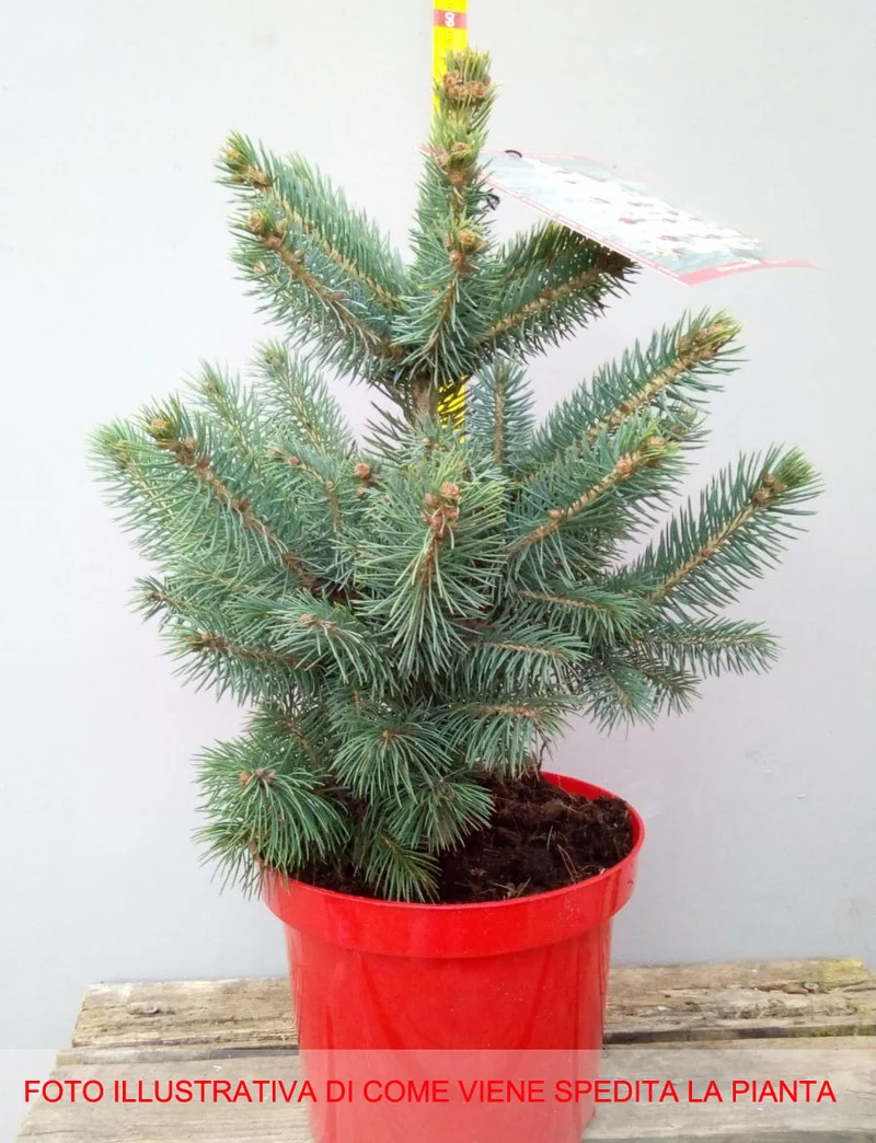 PICEA PINO ARGENTATO IN VASO 19CM CONIFERA NANA
