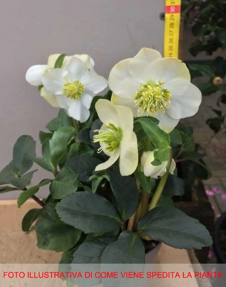 HELLEBORUS NIGER BLACK LINE ROSA DI NATALE VASO 12CM