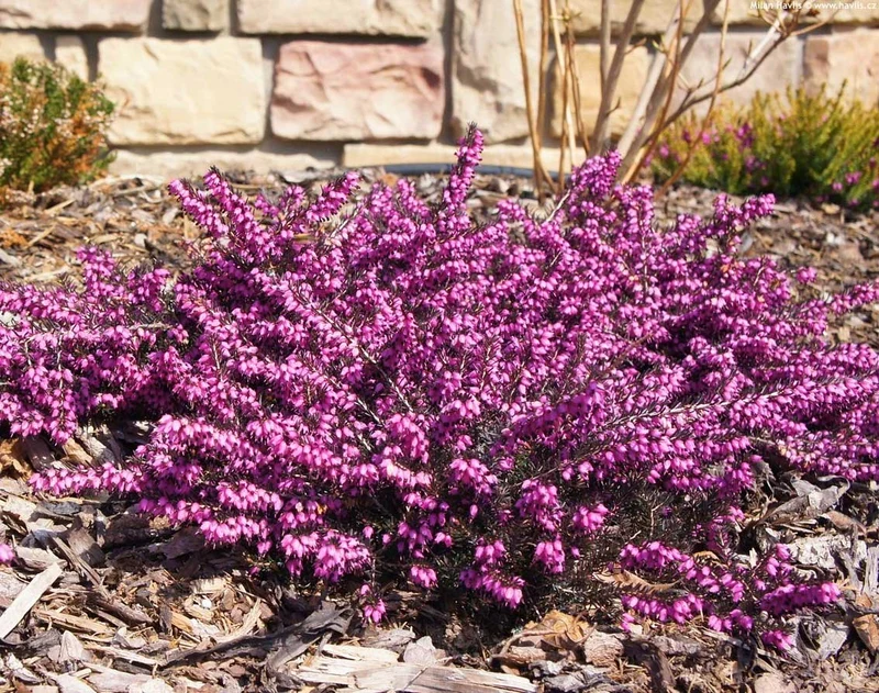 ERICA DARLEYENSIS KRAMERS ROSA VASO 28CM