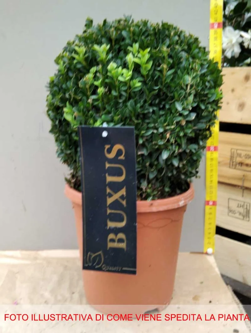 BUXUS SEMPERVIRENS VASO 19CM