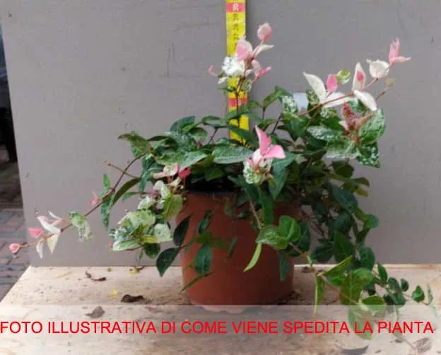 TRACHELOSPERMUM JASMIN GELSOMINO TRICOLOR VASO 21CM