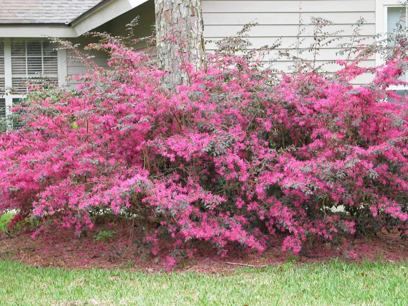 LOROPETALUM VASO 21CM