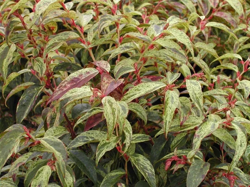 LEUCOTHOE RAINBOW VASO 25CM
