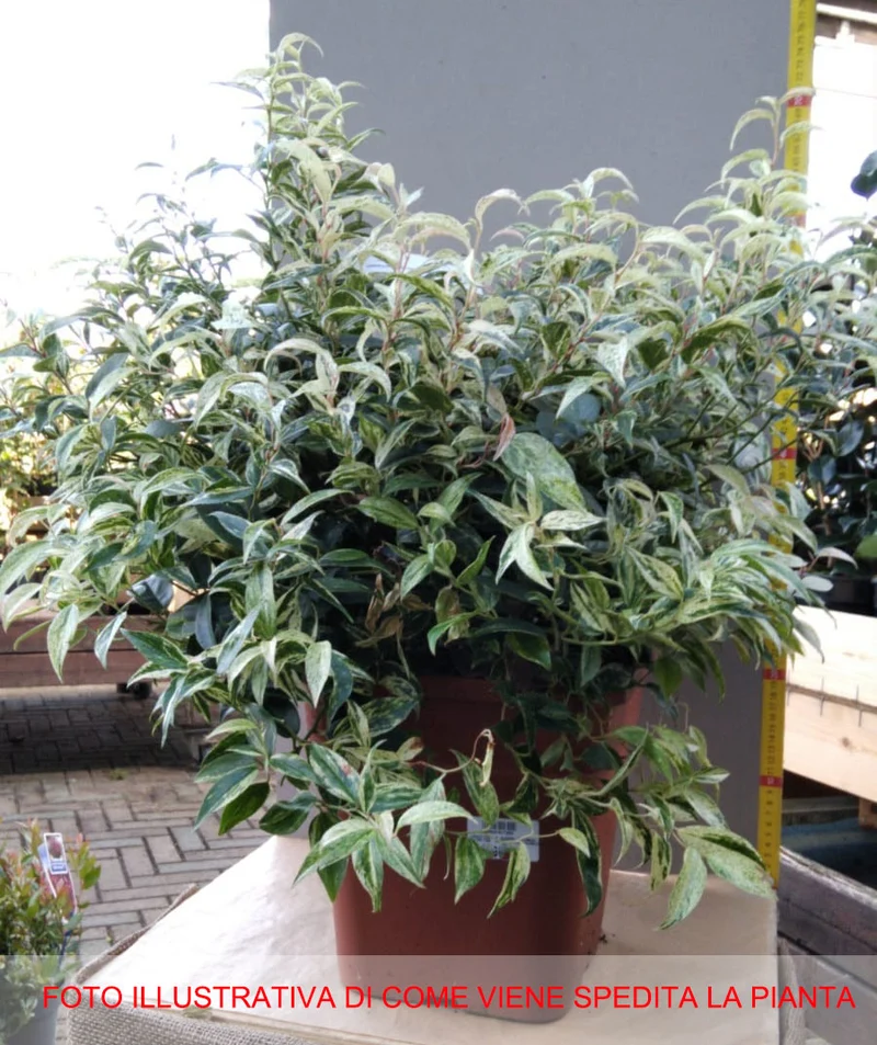 LEUCOTHOE RAINBOW VASO 25CM