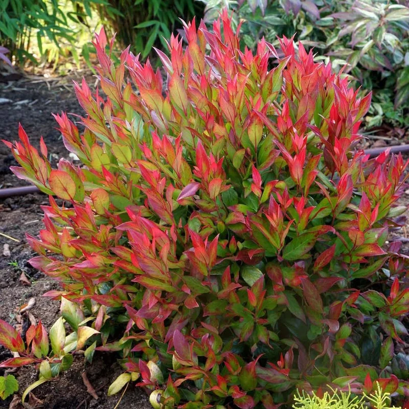 LEUCOTHOE LITTLE FLAMES VASO 19CM