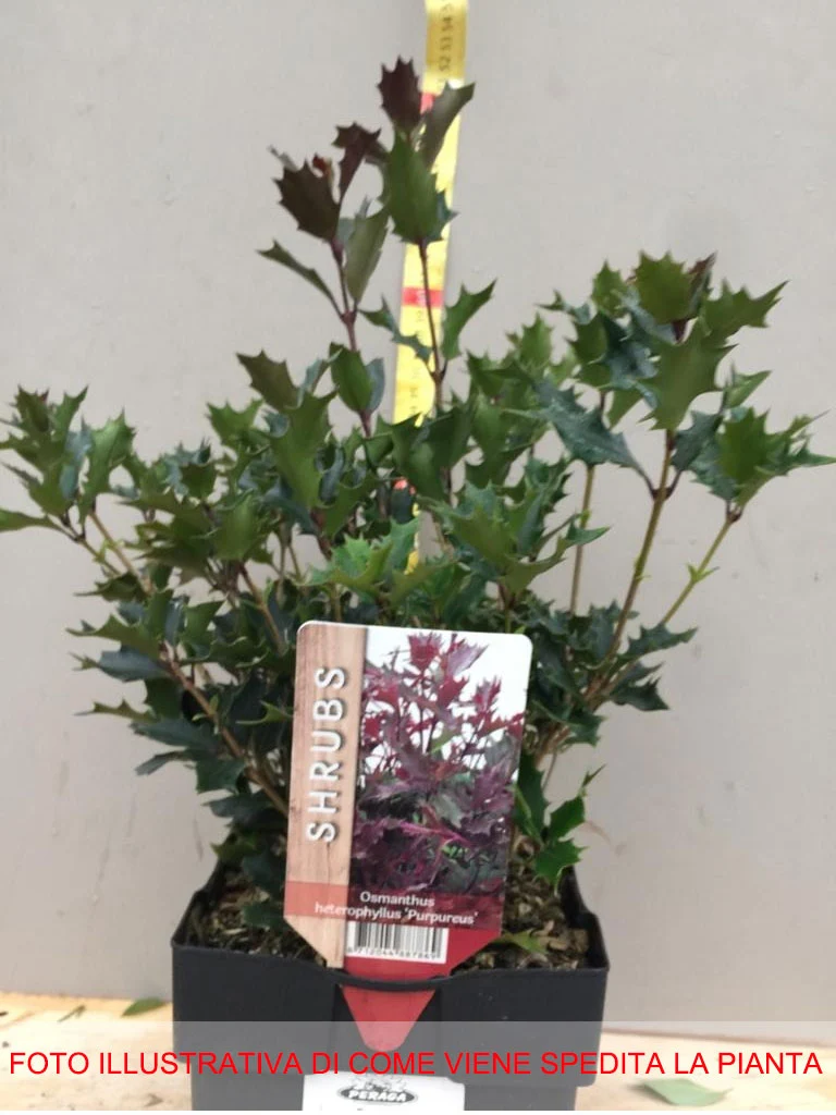 OSMANTHUS .PURPUREUS IN VASO 17CM