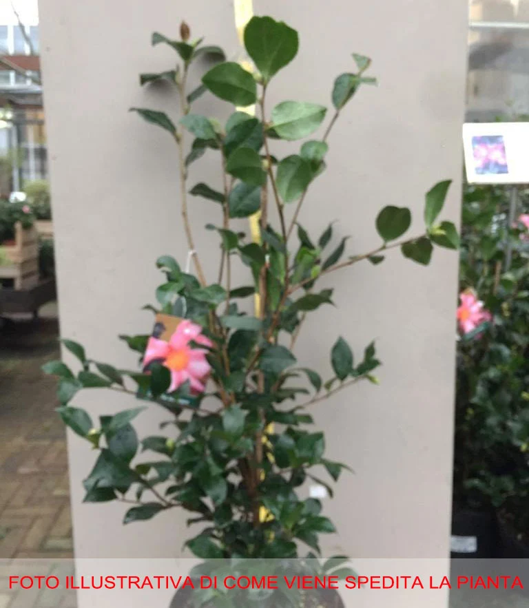 CAMELIA SASANQUA CLEOPATRA VASO 17CM