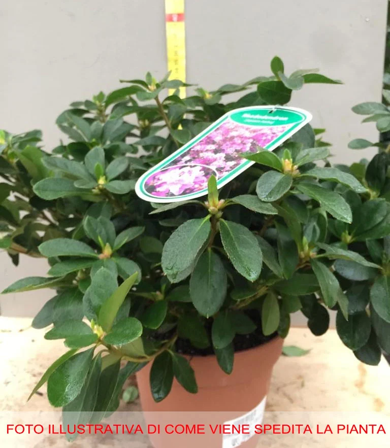 AZALEA JAPONICA RUSTICA FUCSIA VASO 15CM
