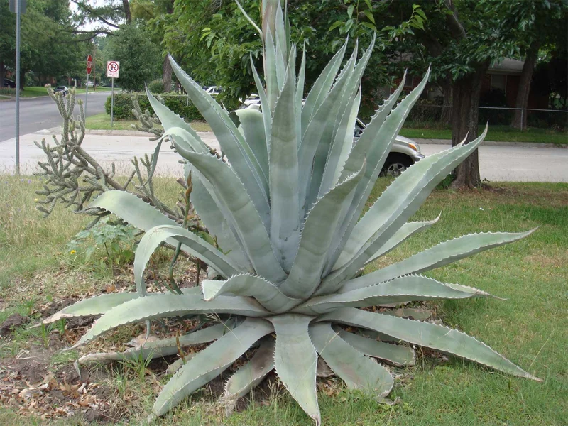 AGAVE AMERICANA VASO 20CM