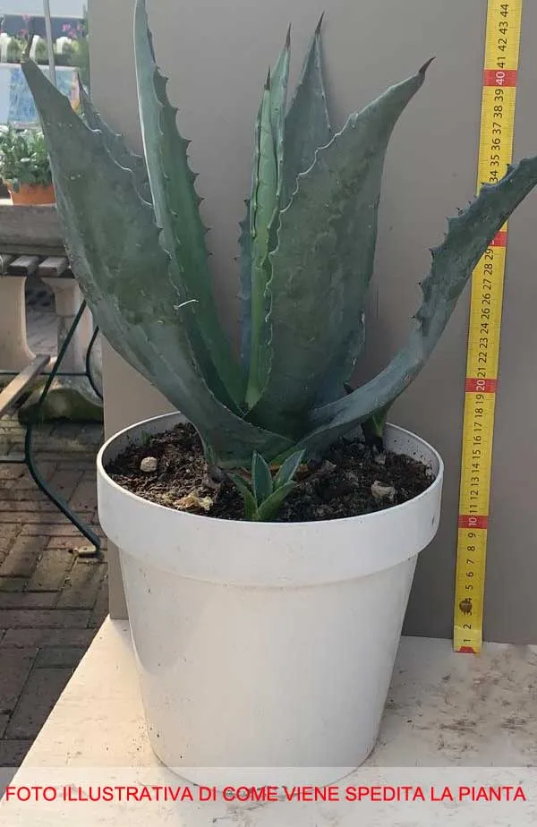 AGAVE AMERICANA VASO 20CM