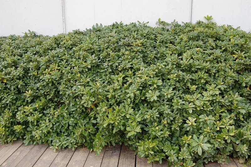 PITTOSPORUM PITTOSPORO TOBIRA VASO 24CM