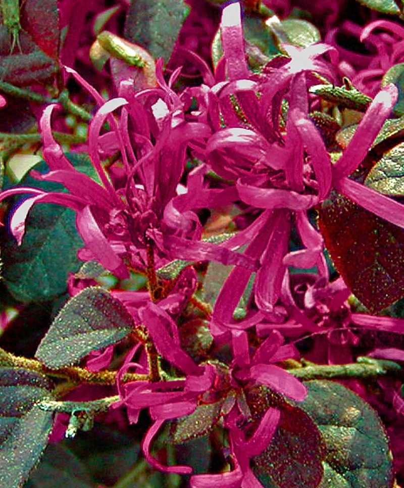 LOROPETALUM CHINENSE BLACK PEARL VASO 24CM