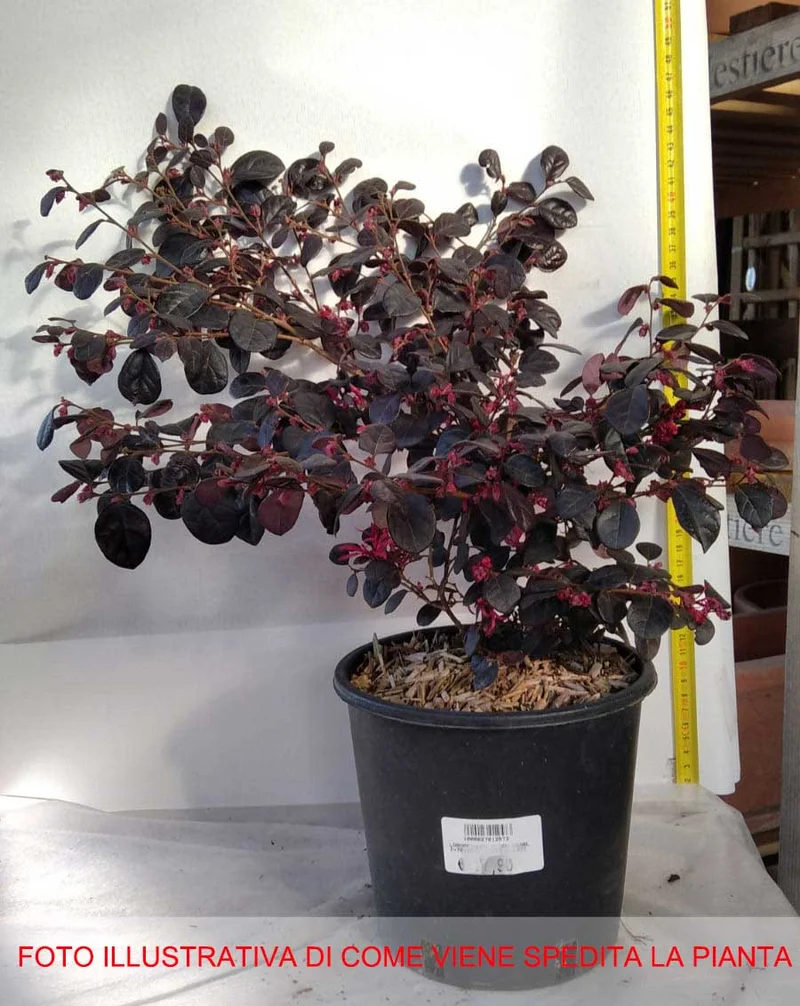 LOROPETALUM CHINENSE BLACK PEARL VASO 24CM