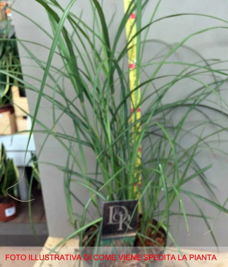 MISCANTHUS SINENSIS FLAMINGO VASO 19CM