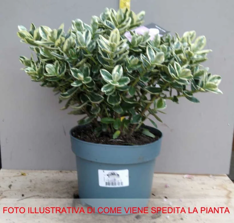 HEBE KATRINA VASO 17CM