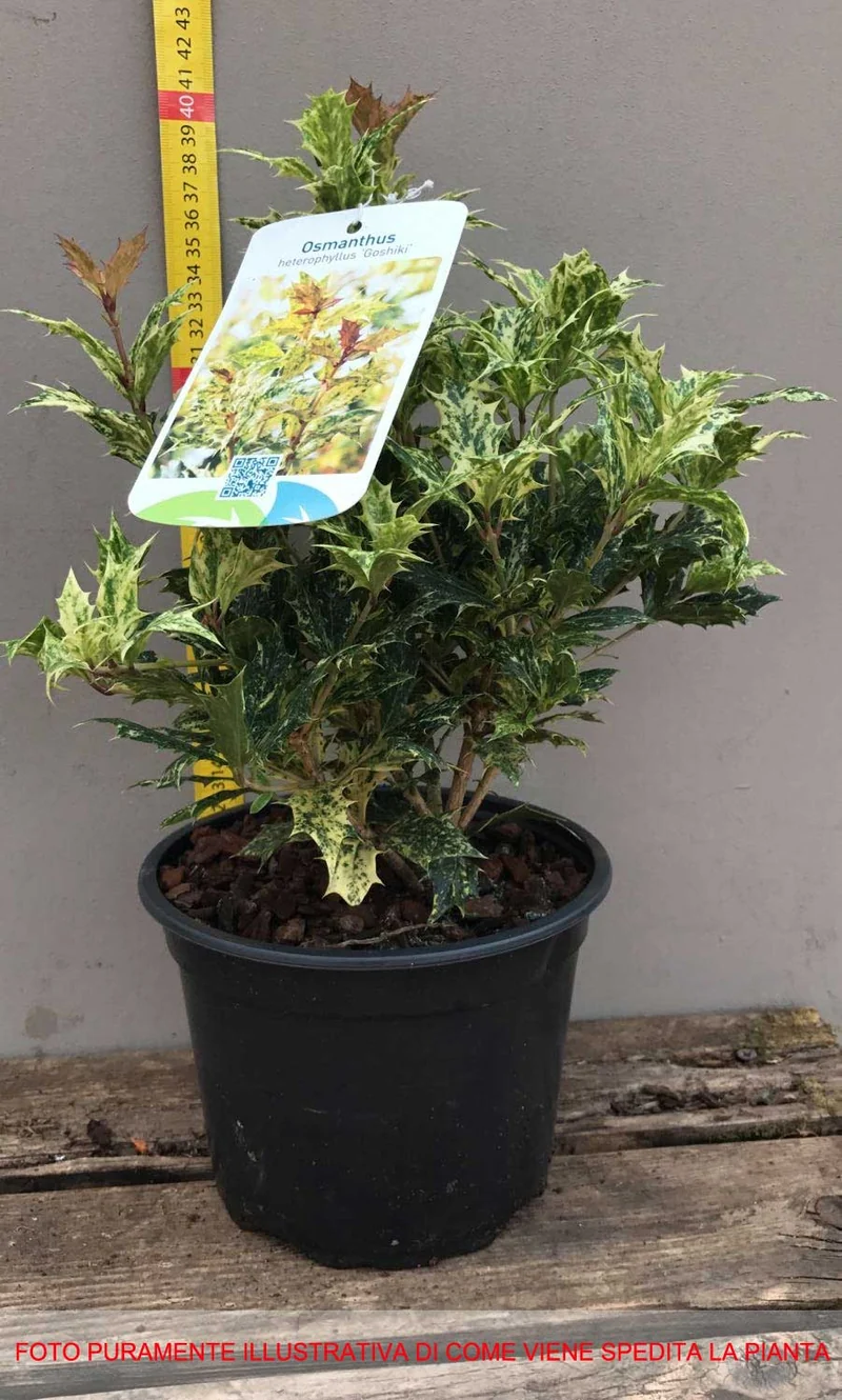 OSMANTHUS HETEROPHYLLUS GOSHIKI IN VASO 17CM