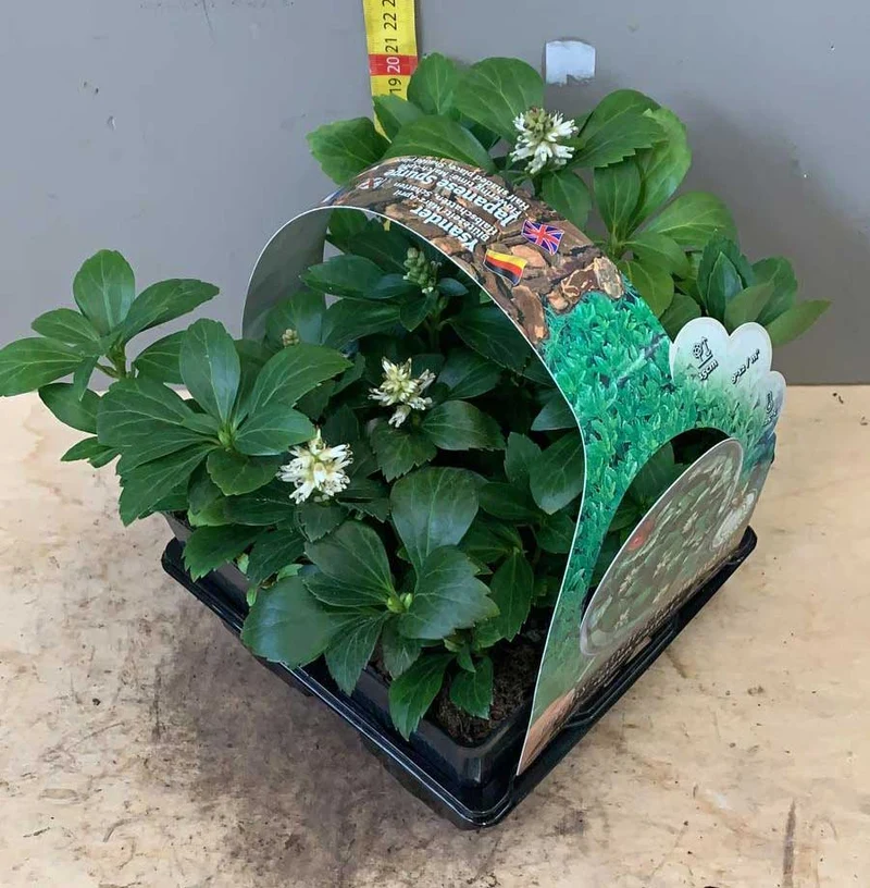 BOX 4 PIANTE PACHISANDRA GREEN CARPET