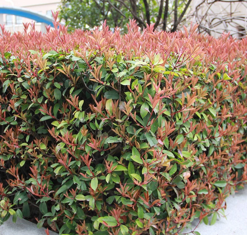 PHOTINIA DA SIEPE IN VASO 18CM